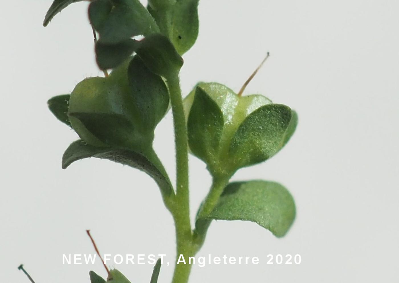 Speedwell, Thyme-leaved fruit